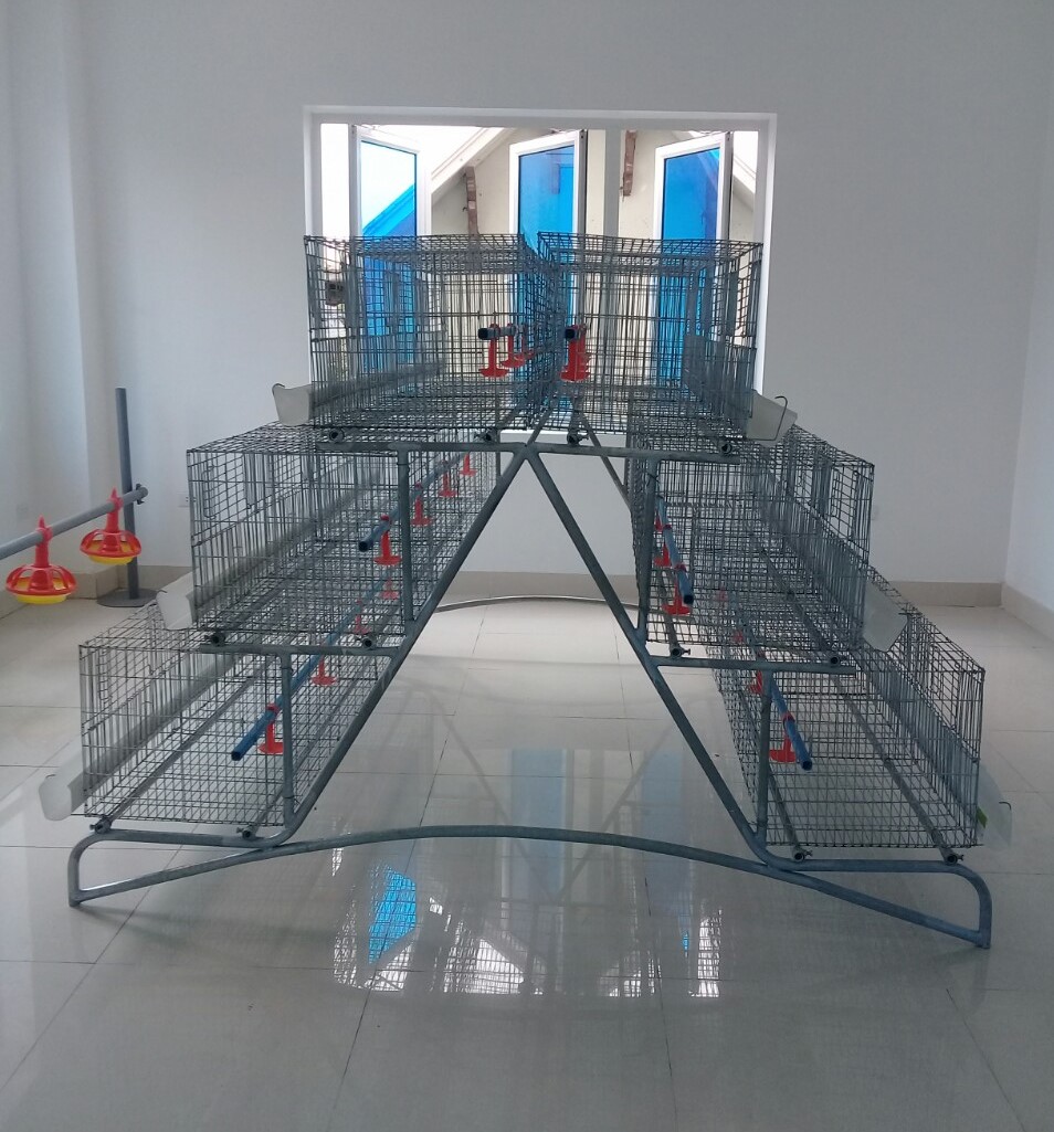 Hệ Thống Lồng Gà 3 Tầng Đôi