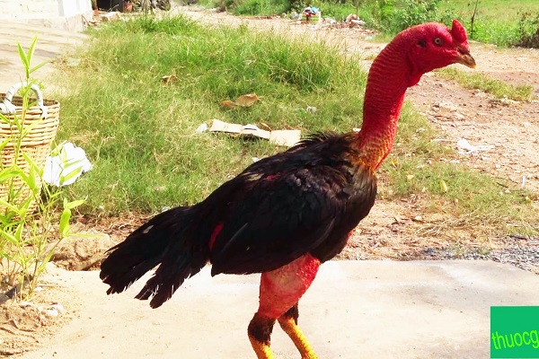 Kinh nghiệm để chọn những chú gà đá cực tốt ngay từ lúc còn nhỏ