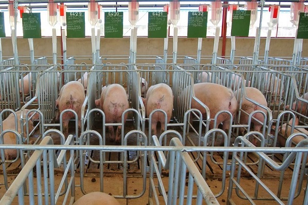 Kinh nghiệm nuôi heo nhanh lớn